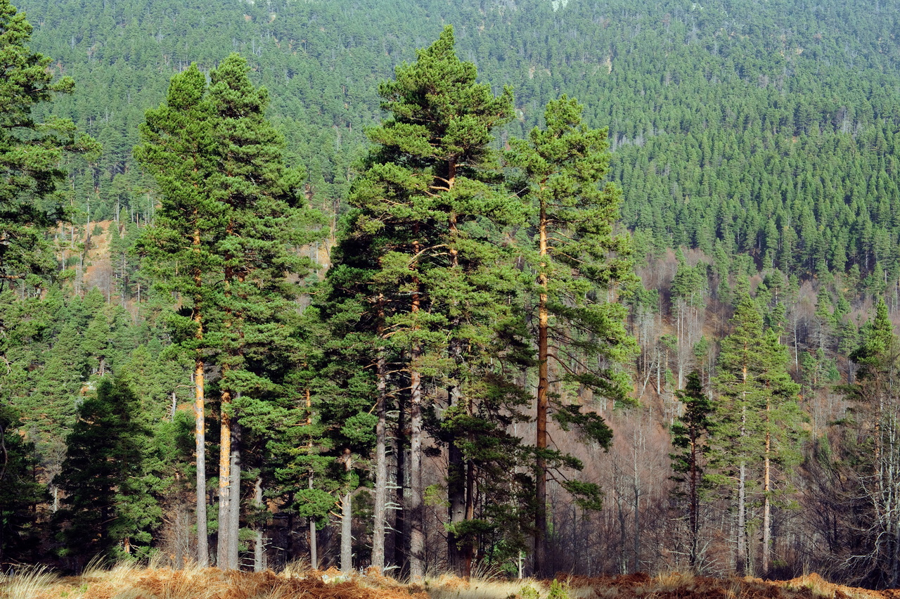 Δάση Πιερίων