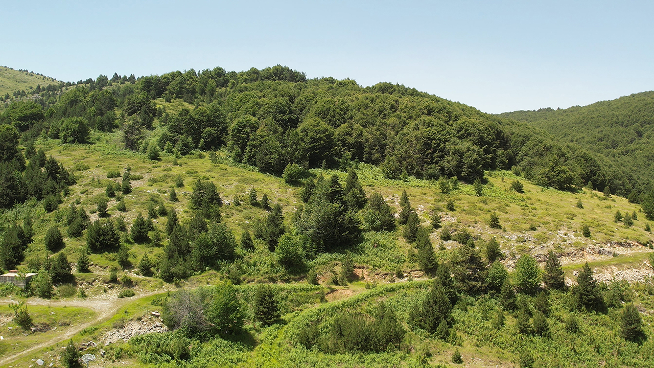 Δάση Βερμίου