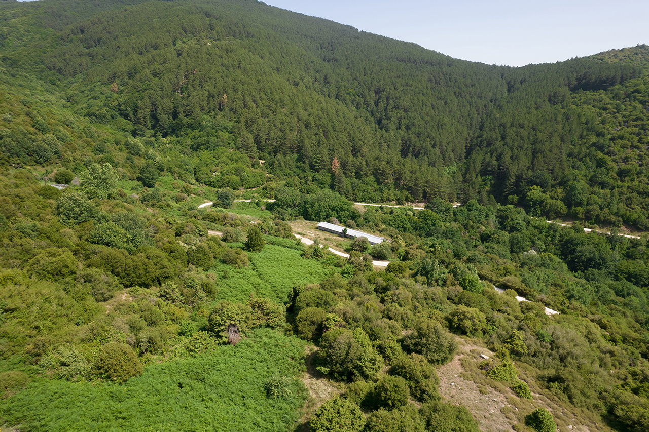 Δάσος Χορτιάτη