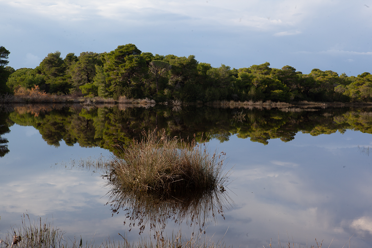 Δάσος Στροφυλιάς