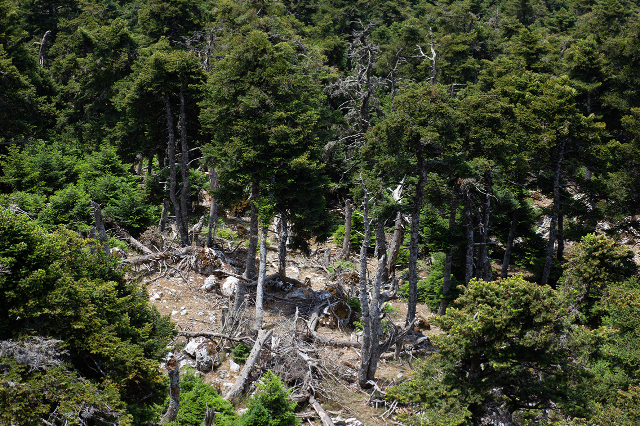 Δάσος Πάρνηθας