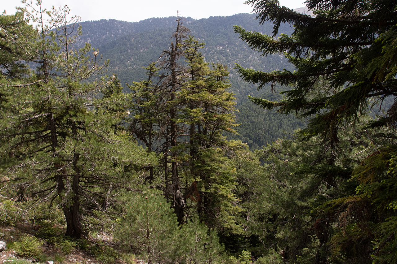 Δάση Ζήρειας