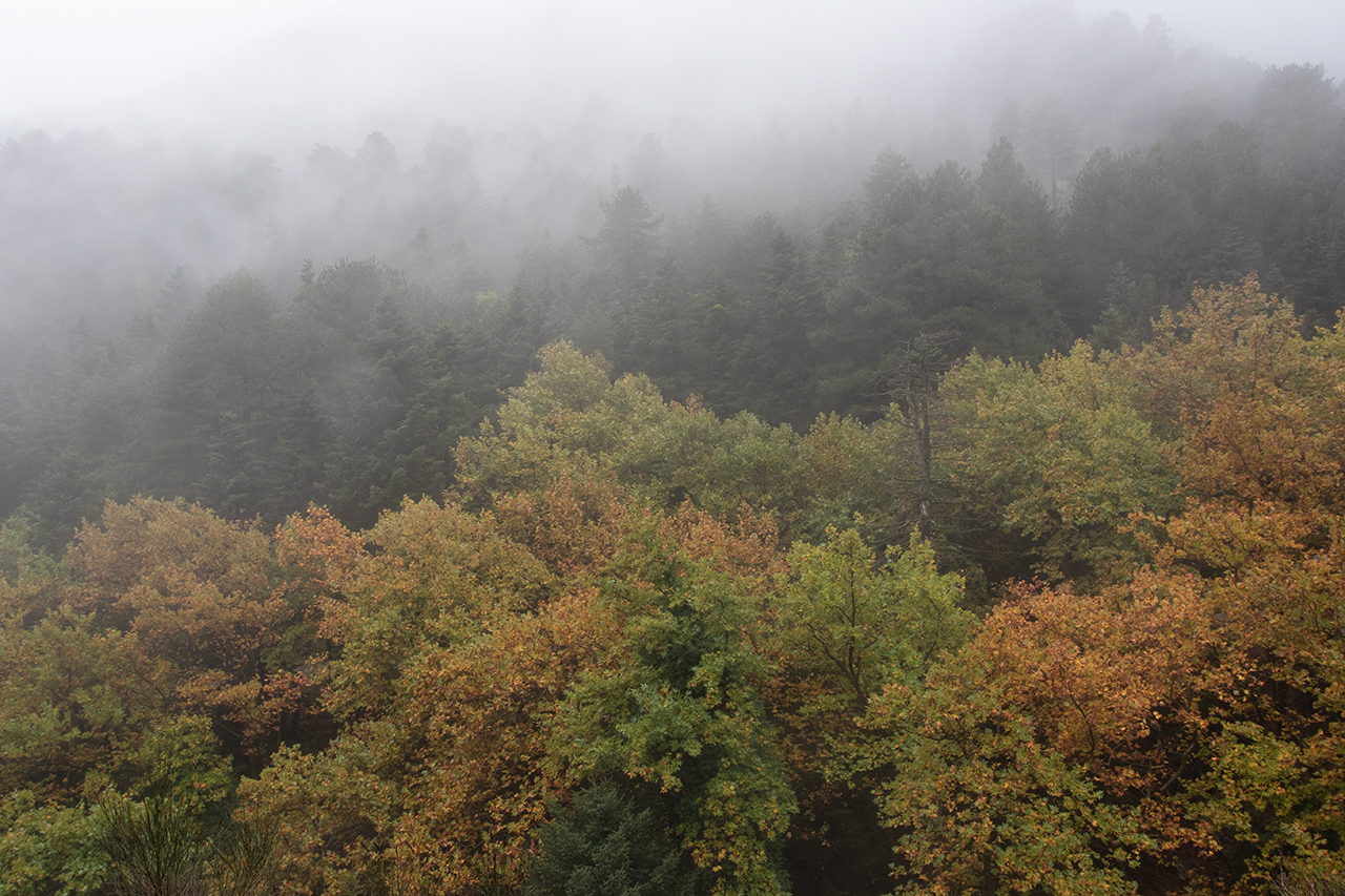 Δάση Ταΰγετου