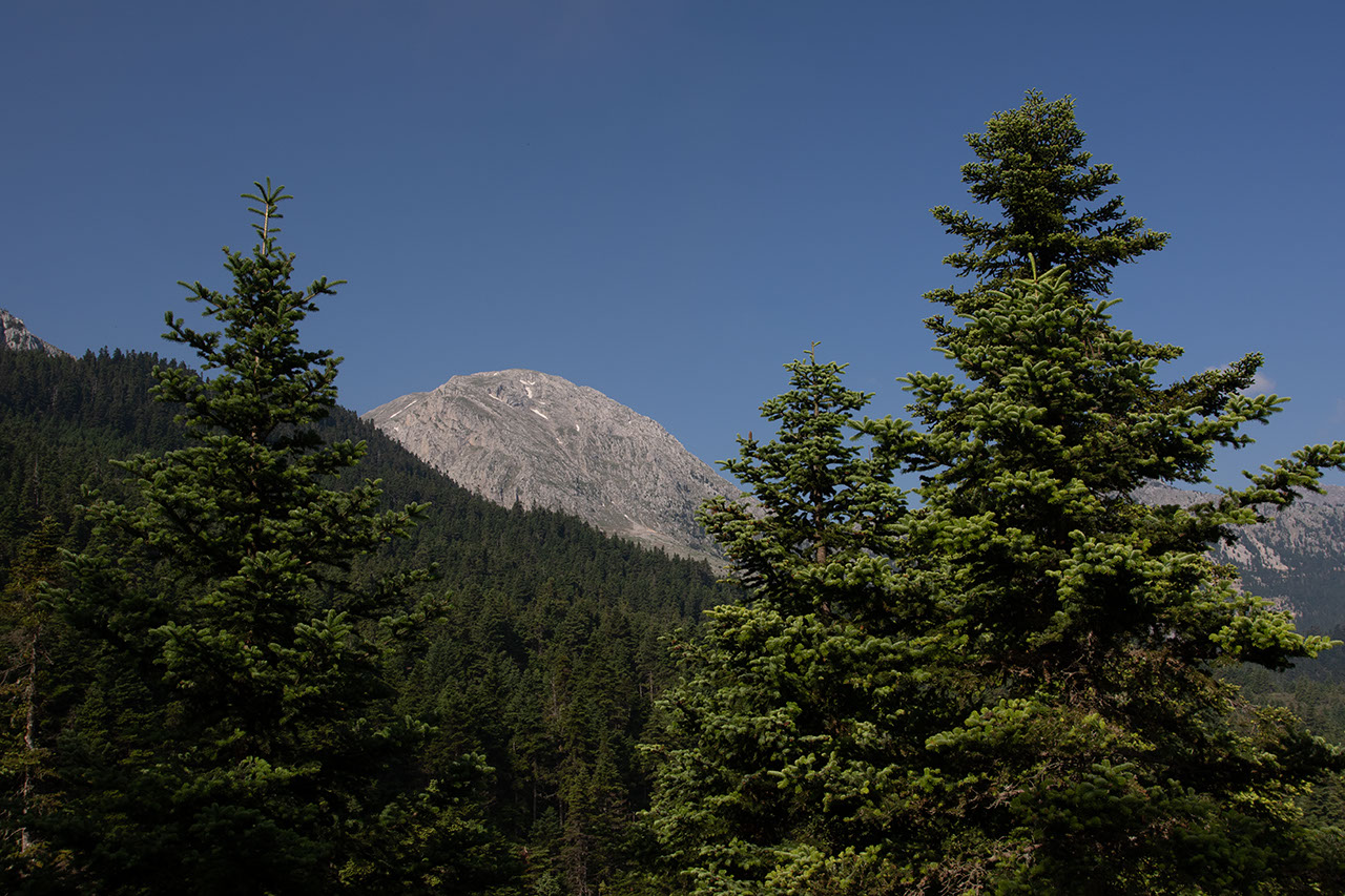 Δάση Γκιώνας