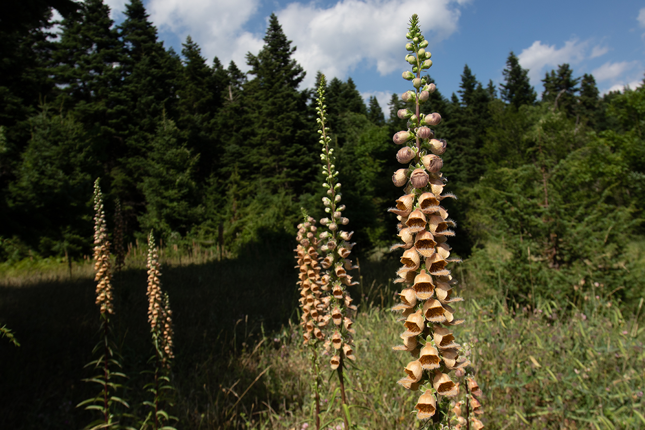 Δάση Βαρδουσίων