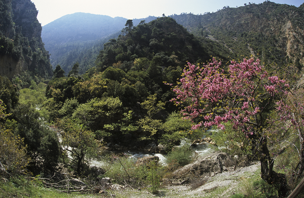 Δάση Χελμού - Βουραϊκού