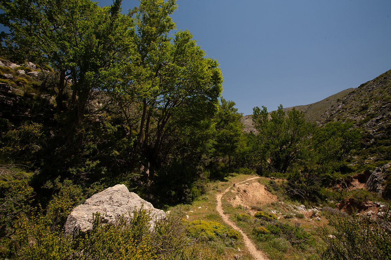Δάση Λευκών Ορέων