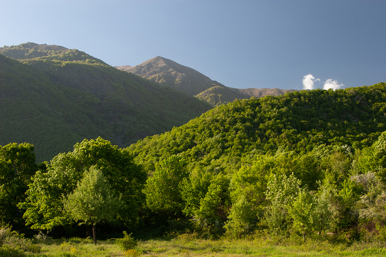 Δάση Κερκίνης (Μπέλλες)