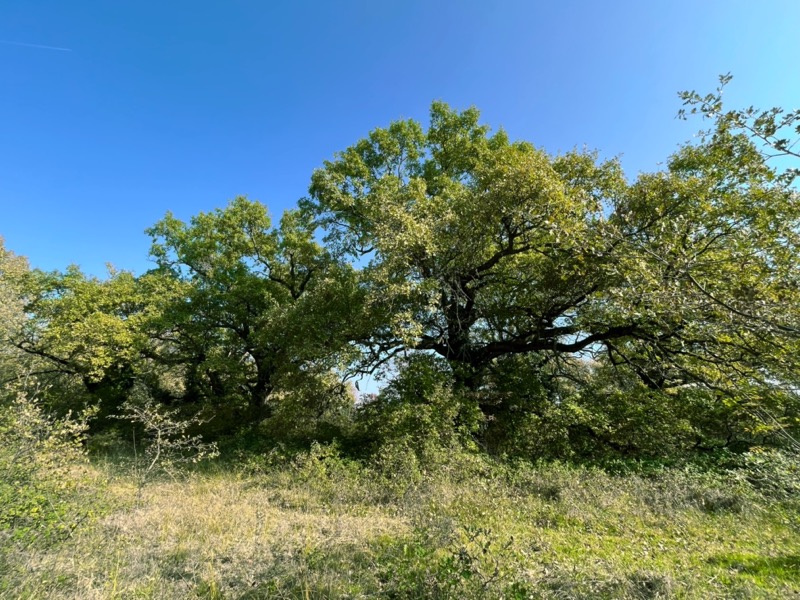 Υδροχαρές Δάσος Μουριών