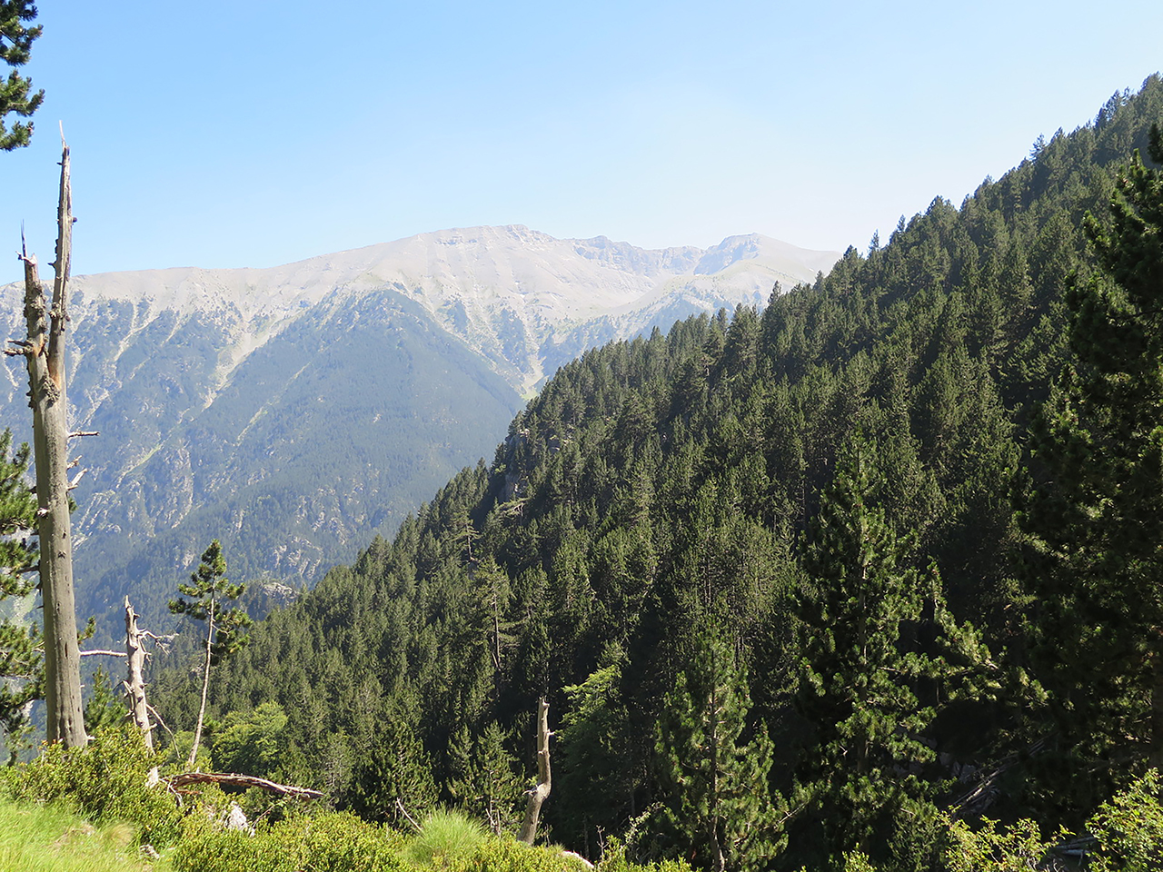 Δάση Κάτω Ολύμπου