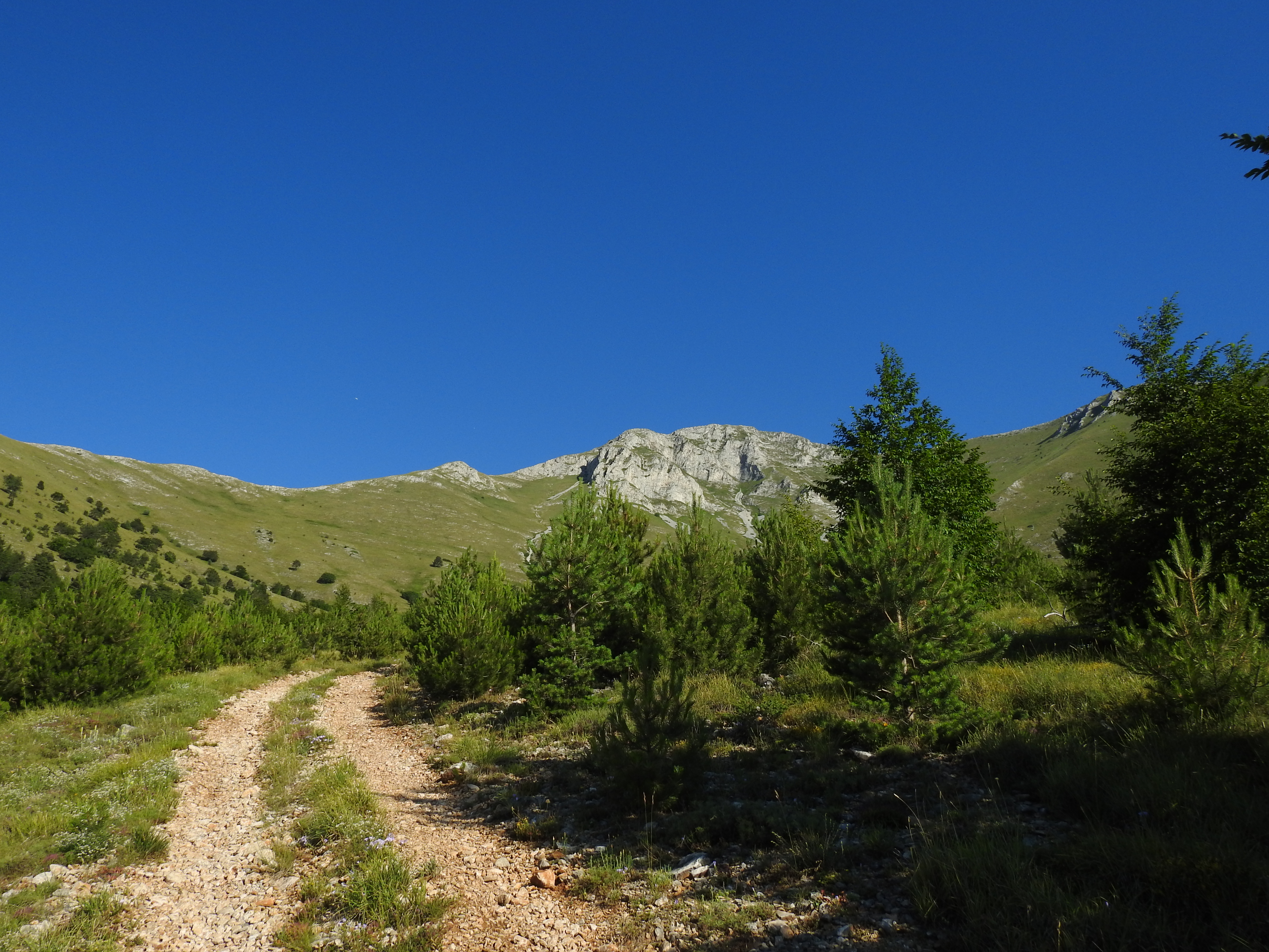 Δάση Άγκιστρου – Όρβηλου 