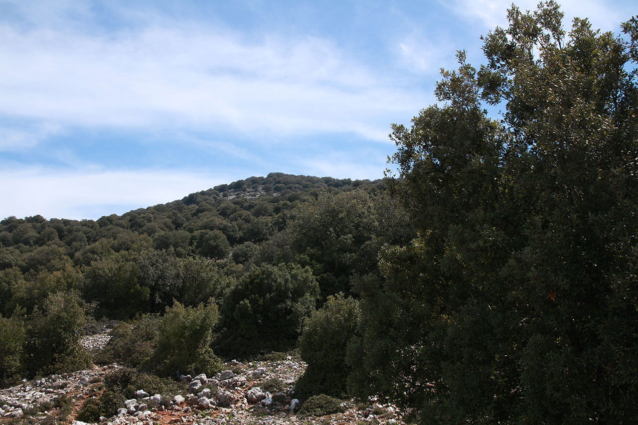 Αζιλακόδασος (Μάλια)