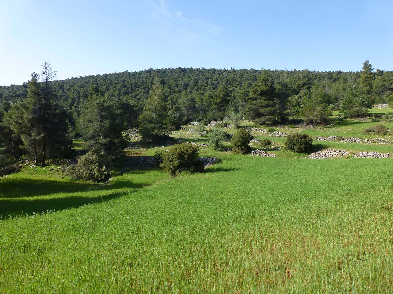 Δάση Ανατολικής Κορινθίας - Σοφικού