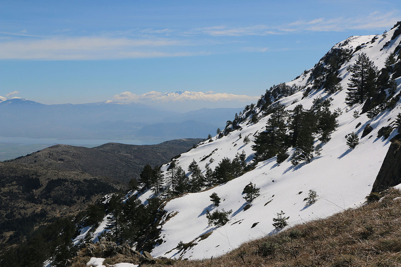 Δάσος Βούρινου