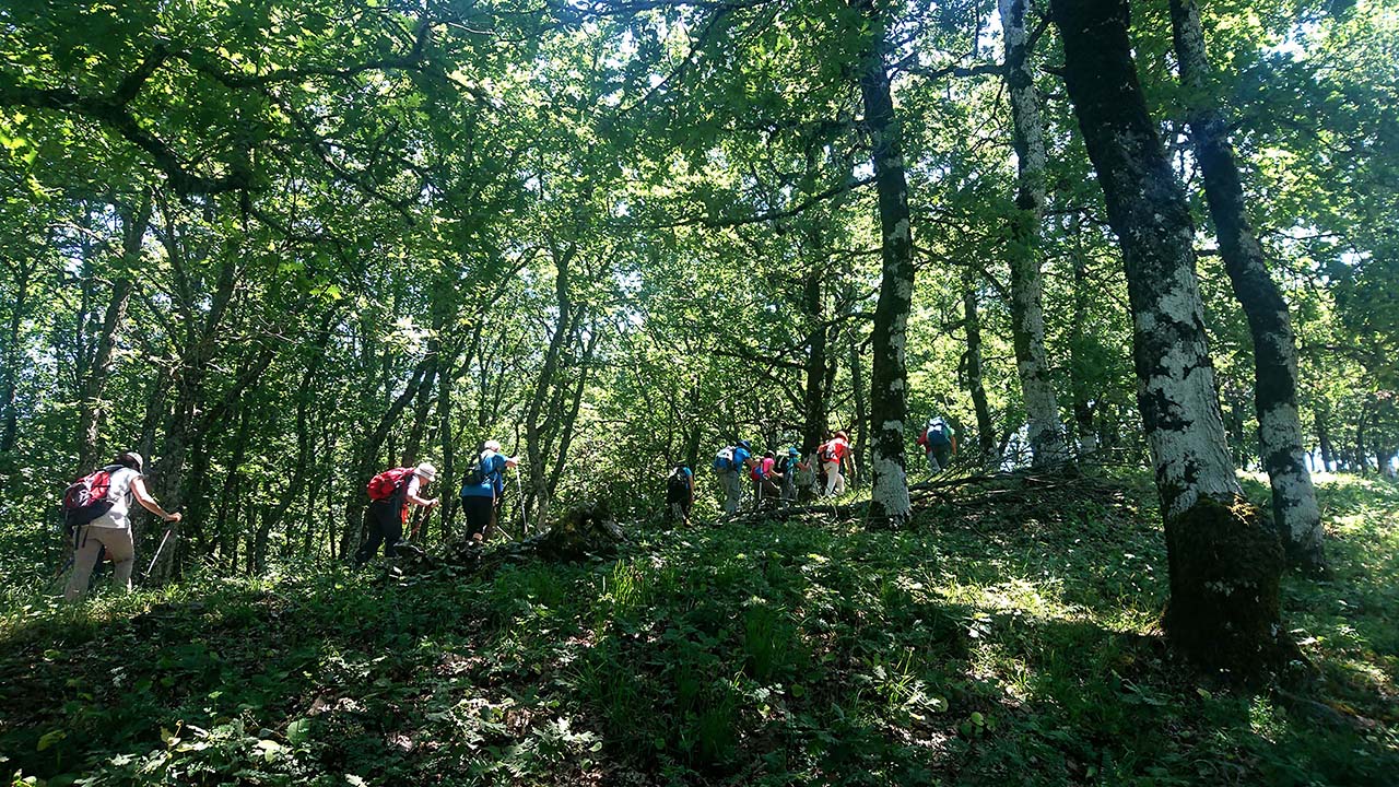 Δάση Αράκυνθου