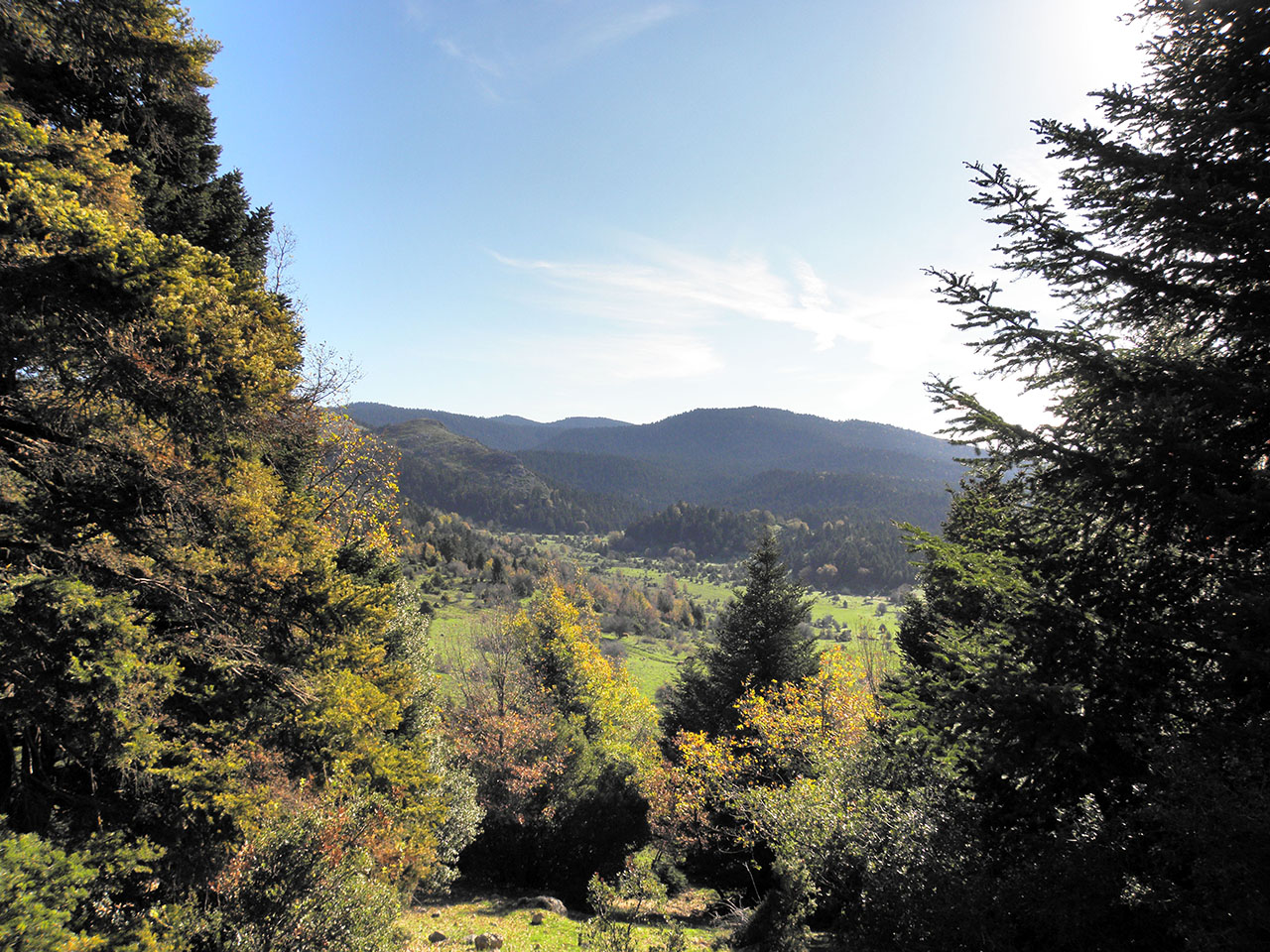 Δάση Καλλίδρομου