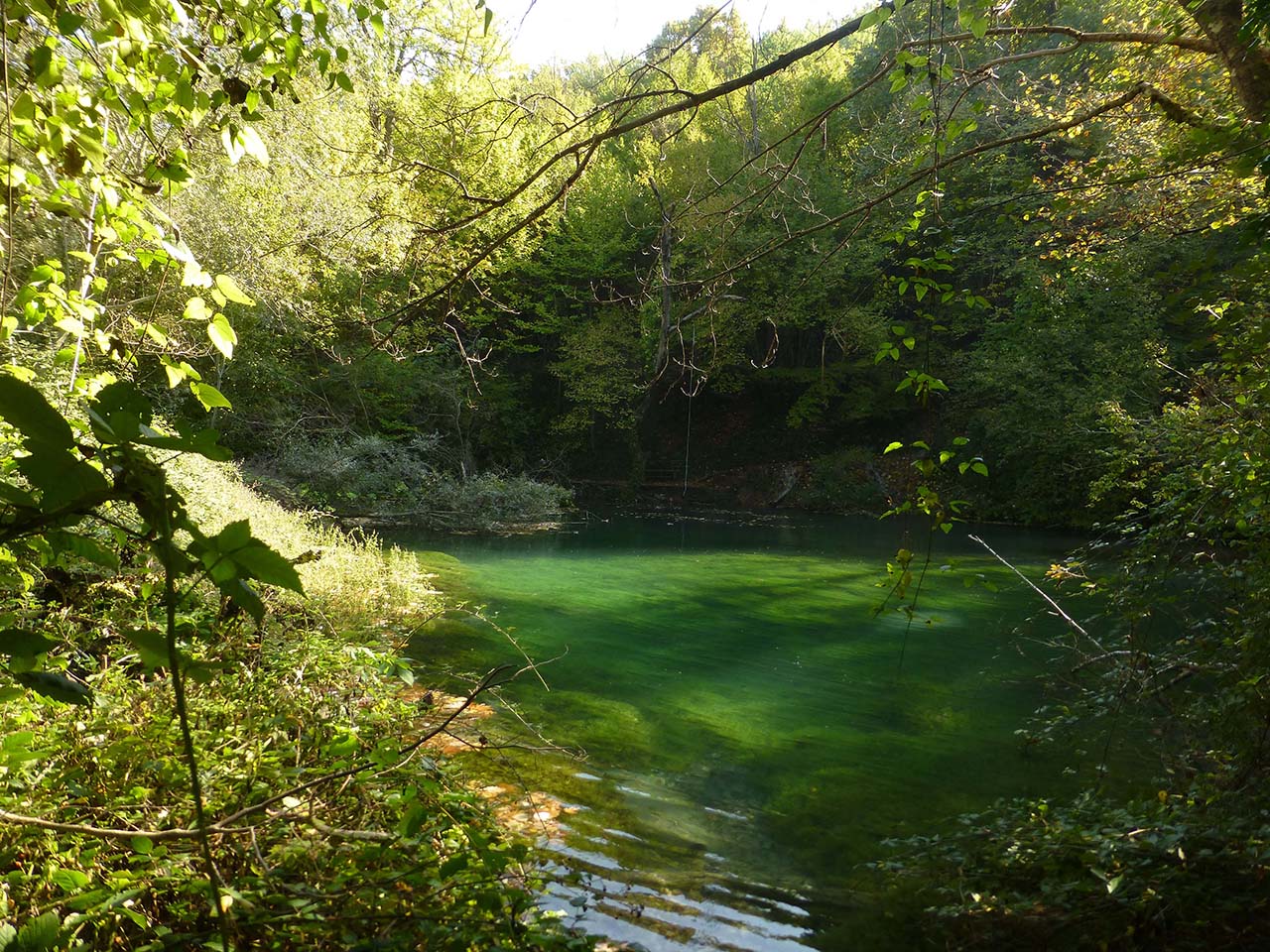 Δάση Πάικου