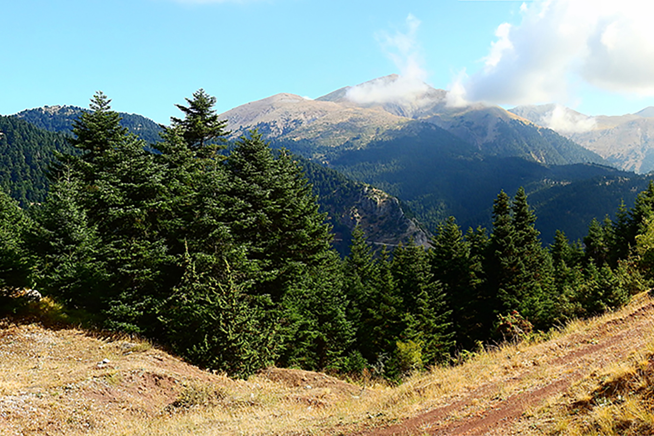 Δάση Τυμφρηστού