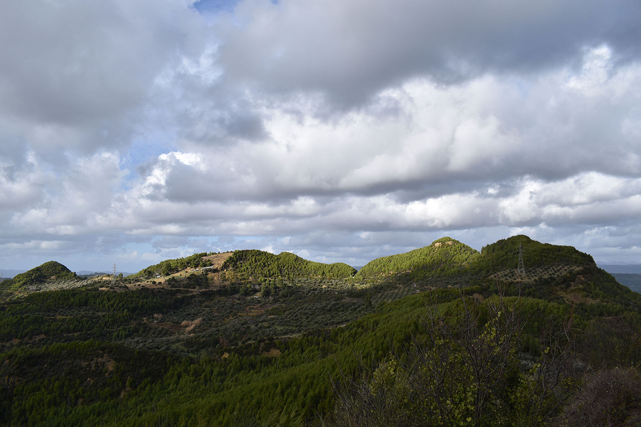 Δάσος Λάπιθα (Αμαλιάδα)