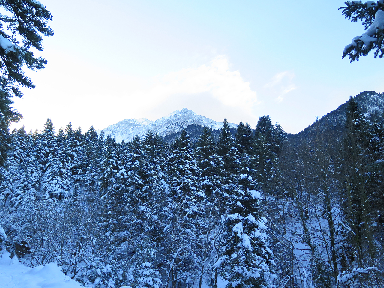 Δάση Παναιτωλικού-Καλιακούδας