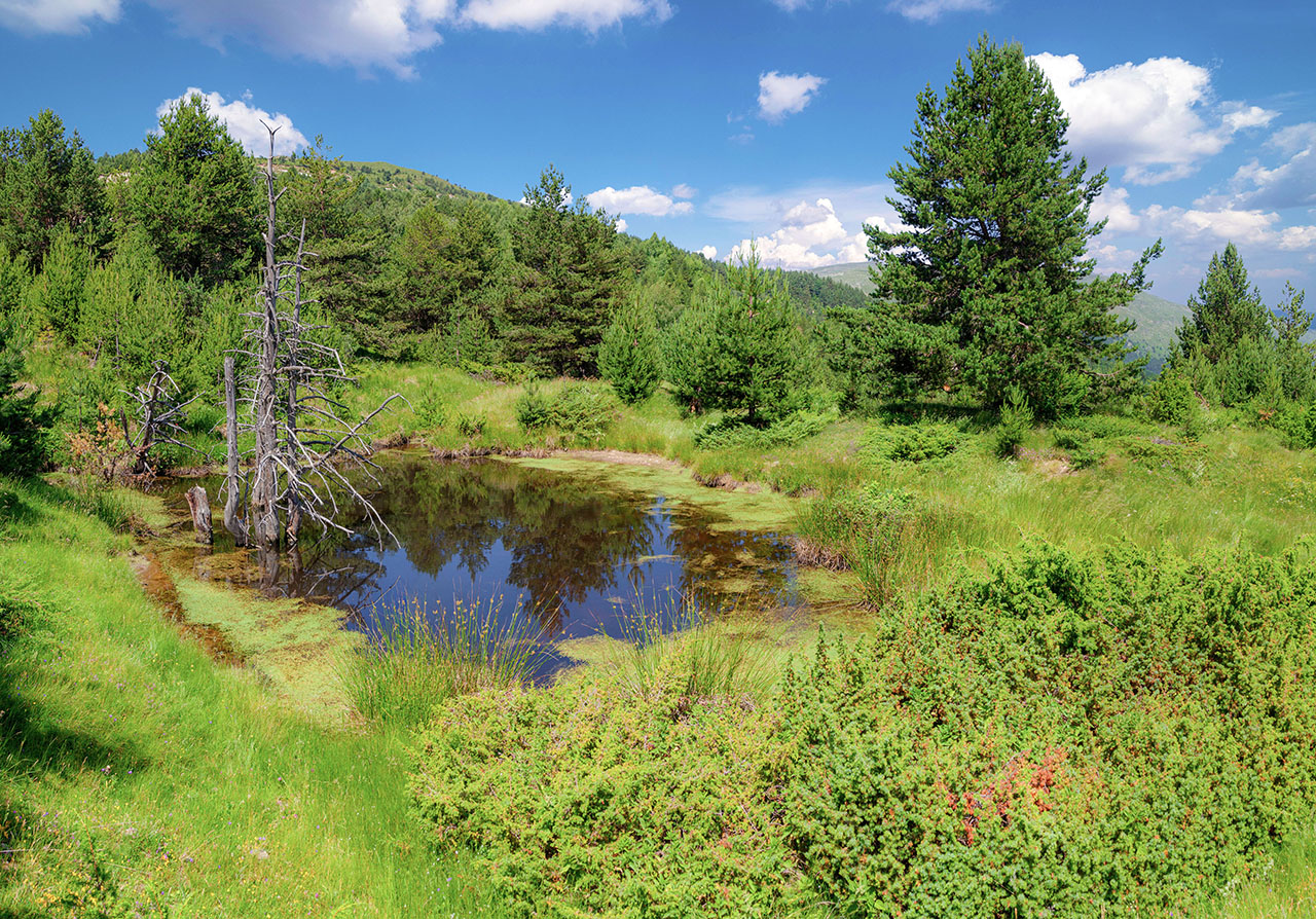 Δάση Βόρα (Καϊμακτσαλάν)