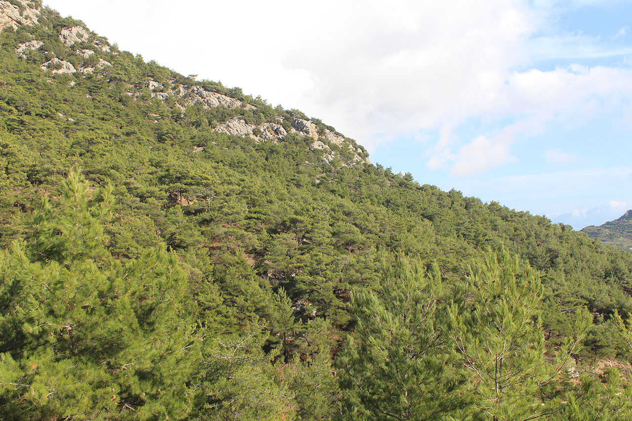 Δάσος Σύμης - Βιάννος