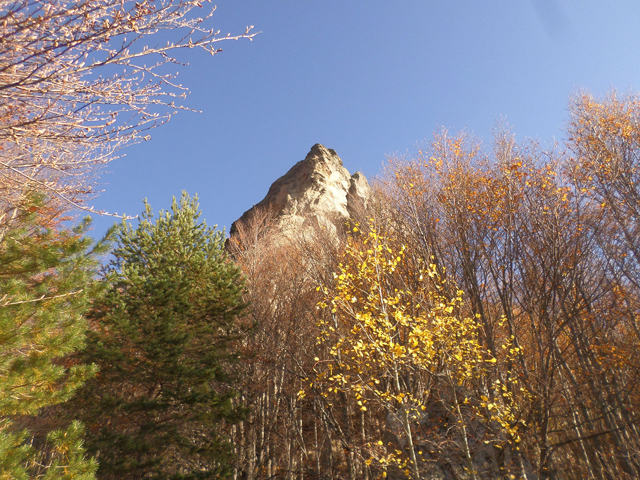 Δάση Τζένας - Πίνοβου